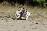 BOULEDOGUE FRANCAIS 200